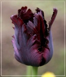Чёрный тюльпан